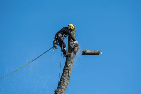 An arborist in a harness cutting a tree with a chainsaw